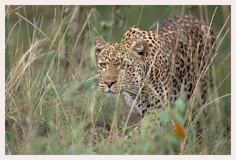../Images/leoparden070.jpg
