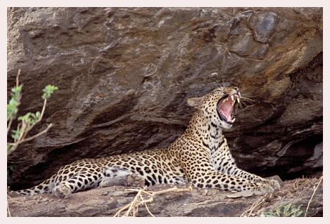 ../Images/leoparden071.jpg