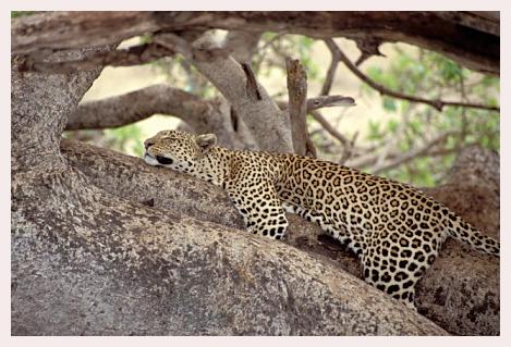 ../Images/leoparden072.jpg