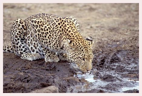 ../Images/leoparden074.jpg
