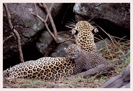 ../Images/leoparden076.jpg