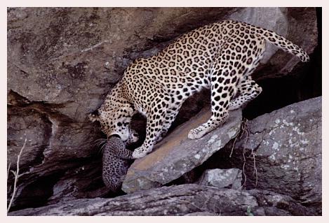 ../Images/leoparden078.jpg
