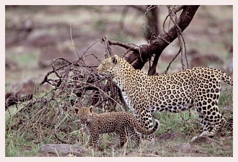 ../Images/leoparden080.jpg
