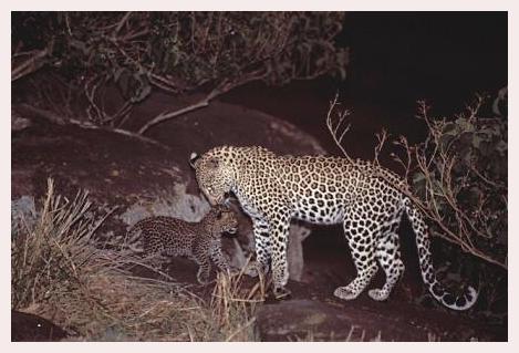 ../Images/leoparden083.jpg