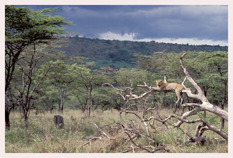../Images/leoparden084.jpg