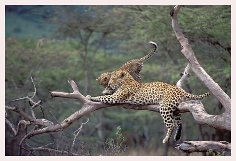 ../Images/leoparden086.jpg