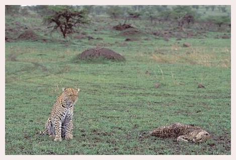../Images/leoparden088.jpg