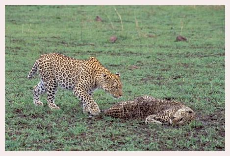 ../Images/leoparden089.jpg