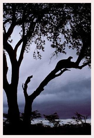 ../Images/leoparden093.jpg