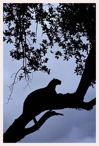 ../Images/leoparden094.jpg
