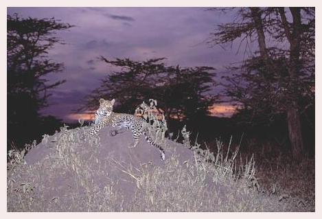 ../Images/leoparden096.jpg