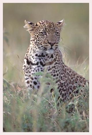 ../Images/leoparden097.jpg