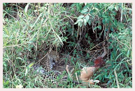 ../Images/leoparden099.jpg