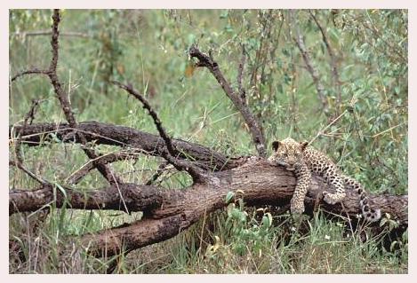 ../Images/leoparden102.jpg