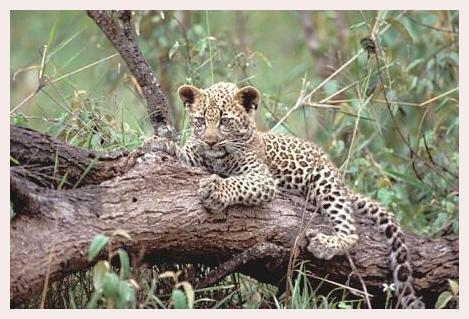 ../Images/leoparden103.jpg