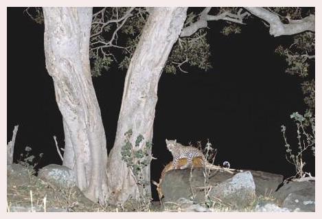../Images/leoparden106.jpg