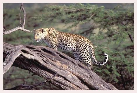 ../Images/leoparden109.jpg