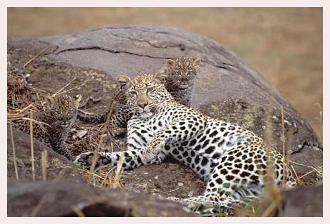 ../Images/leoparden110.jpg