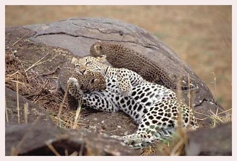 ../Images/leoparden112.jpg