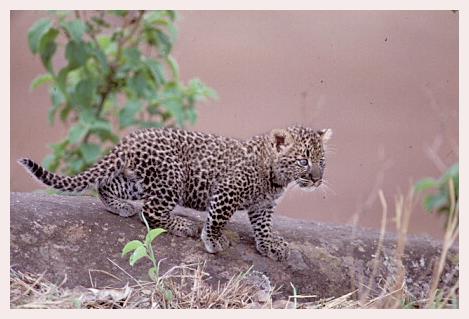 ../Images/leoparden114.jpg