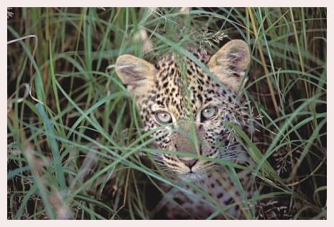 ../Images/leoparden118.jpg