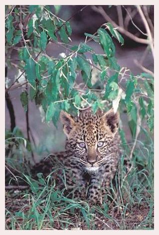 ../Images/leoparden119.jpg