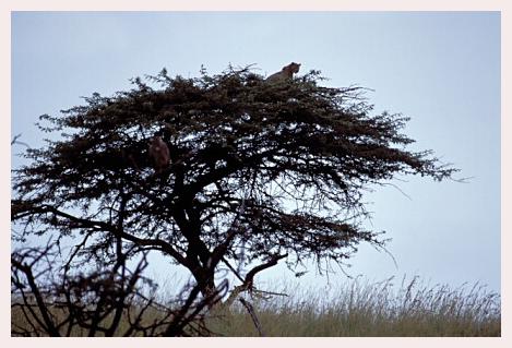 ../Images/leoparden121.jpg