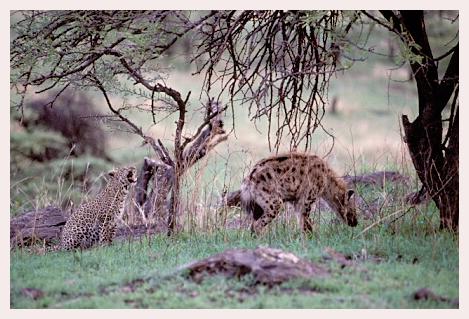 ../Images/leoparden122.jpg