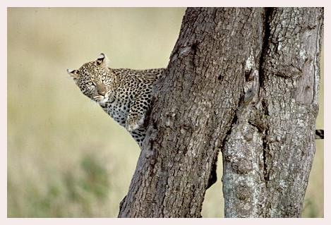 ../Images/leoparden123.jpg