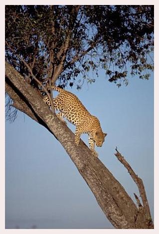 ../Images/leoparden124.jpg