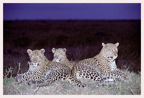 ../Images/leoparden126.jpg