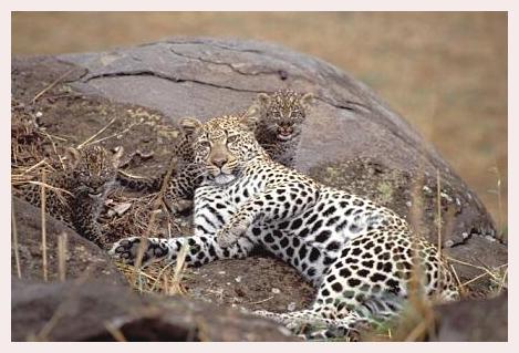 ../Images/leoparden127.jpg