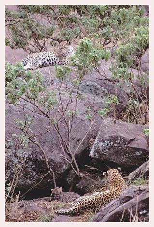 ../Images/leoparden129.jpg