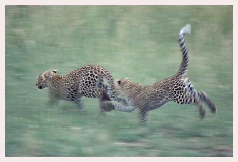 ../Images/leoparden130.jpg