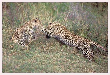 ../Images/leoparden131.jpg