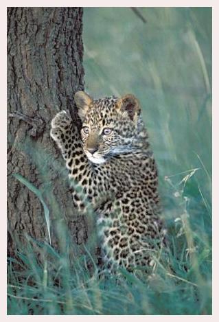 ../Images/leoparden132.jpg