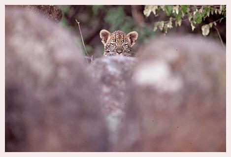 ../Images/leoparden135.jpg