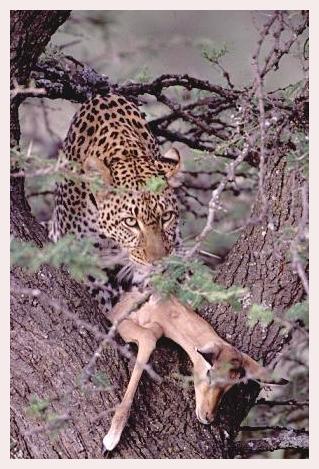 ../Images/leoparden136.jpg
