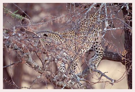 ../Images/leoparden138.jpg