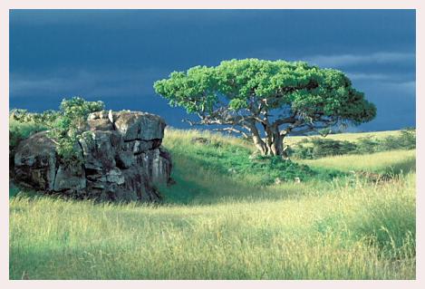 ../Images/leoparden143.jpg