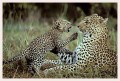 Thumbs/tn_leoparden005.jpg
