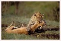 Thumbs/tn_leoparden006.jpg