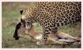 Thumbs/tn_leoparden009.jpg