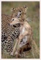 Thumbs/tn_leoparden011.jpg