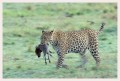 Thumbs/tn_leoparden014.jpg