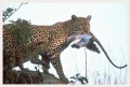 Thumbs/tn_leoparden017.jpg