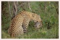 Thumbs/tn_leoparden021.jpg