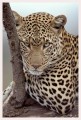 Thumbs/tn_leoparden023.jpg