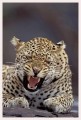 Thumbs/tn_leoparden026.jpg