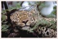 Thumbs/tn_leoparden028.jpg